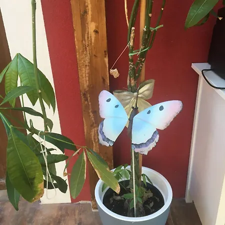 Bianca S Apartamento *